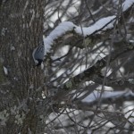 White-Breasted Nuthatch