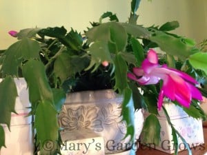 Christmas Cactus