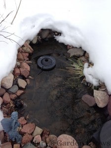 Garden Pond - March 2013