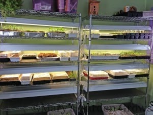 Seedling Shelves