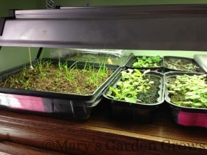 Indoor Seedlings