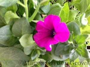1stpetunia2013