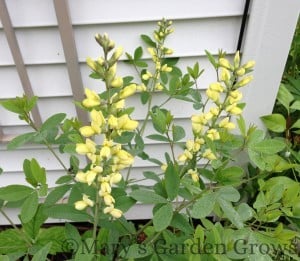Yellow False Indigo - 7/28/2013