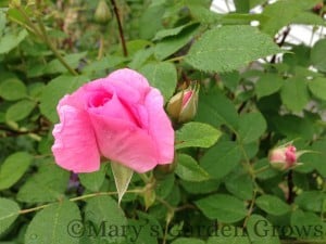 Morden Pink Rose - 7/9/2013