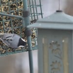 White-Breasted Nuthatch