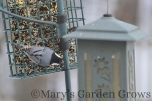 White-Breasted Nuthatch