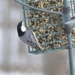 White-Breasted Nuthatch