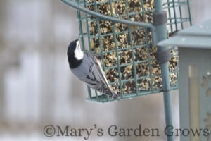 White-Breasted Nuthatch