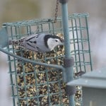 White-Breasted Nuthatch