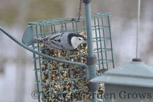 White-Breasted Nuthatch