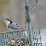 White-Breasted Nuthatch