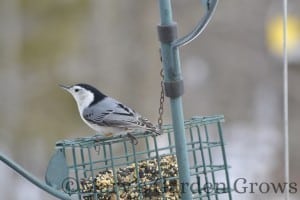 White-Breasted Nuthatch