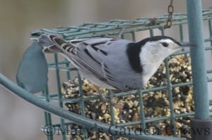 White-Breasted Nuthatch