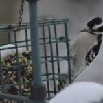 Downy Woodpecker 2/23/13