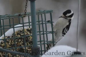 Downy Woodpecker 2/23/13