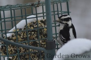 Downy Woodpecker 2/23/13