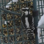 Downy Woodpecker 2/23/13