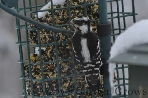 Downy Woodpecker 2/23/13