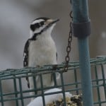 Downy Woodpecker 2/23/13