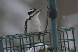 Downy Woodpecker 2/23/13