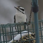 Downy Woodpecker 2/23/13