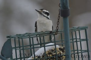 Downy Woodpecker 2/23/13