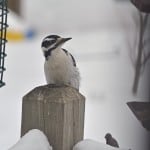 Downy Woodpecker 2/23/13