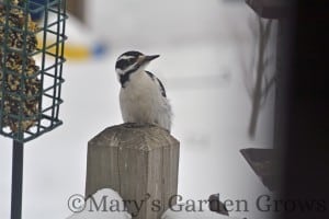 Downy Woodpecker 2/23/13