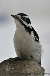 Downy Woodpecker 2/23/13