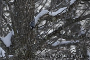 White-Breasted Nuthatch