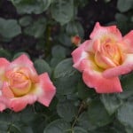 Duluth Rose Garden