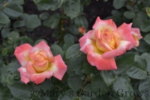 Duluth Rose Garden