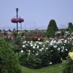 Duluth Rose Garden