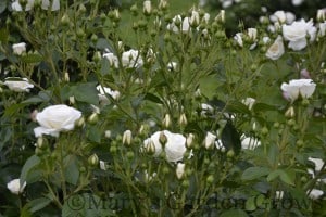 Duluth Rose Garden