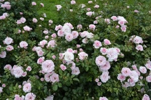 Duluth Rose Garden