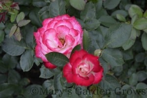 Duluth Rose Garden - Cherry Parfait