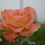 Duluth Rose Garden