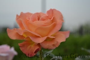 Duluth Rose Garden