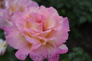 Duluth Rose Garden - Chicago Peace