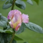 Duluth Rose Garden