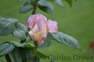 Duluth Rose Garden