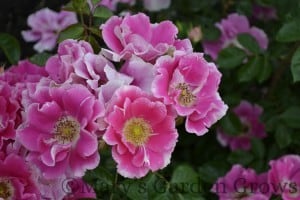 Duluth Rose Garden