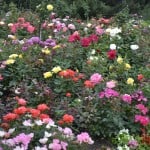 Duluth Rose Garden