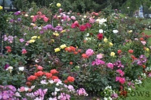 Duluth Rose Garden