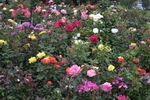 Duluth Rose Garden