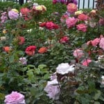 Duluth Rose Garden