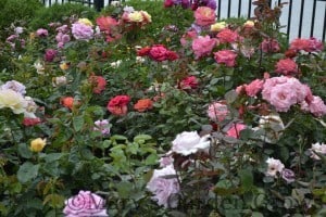 Duluth Rose Garden