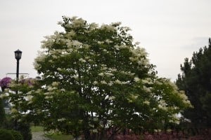 Duluth Rose Garden