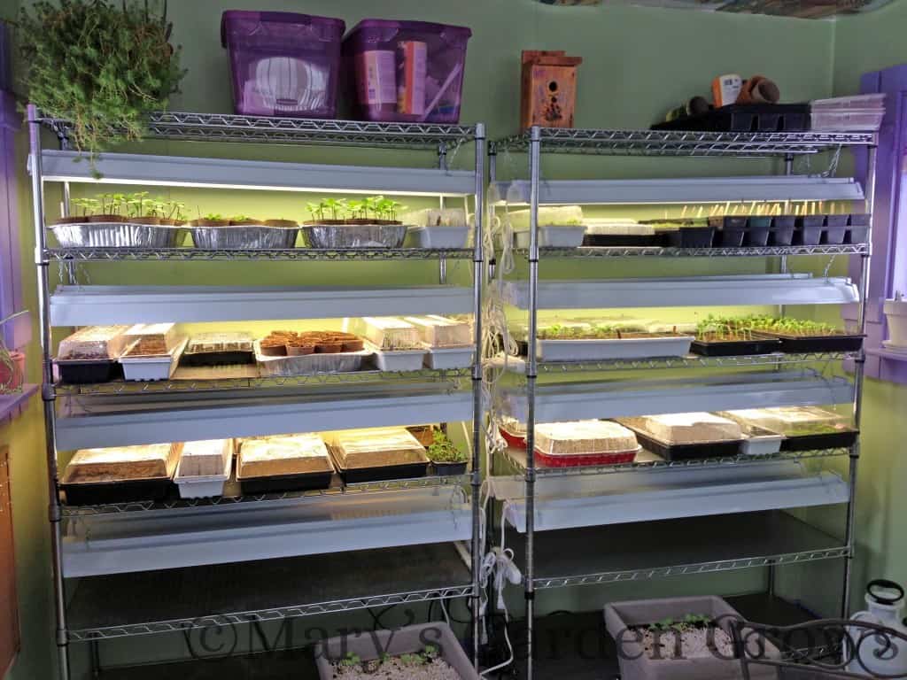 Seedling Shelves