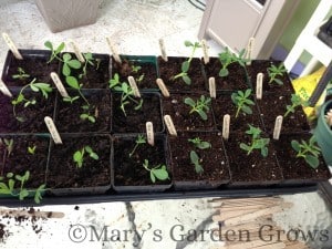 False Indigo & Lupines